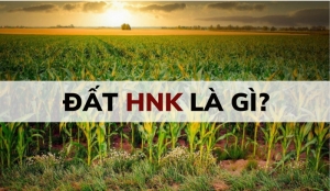 dat hnk la gi