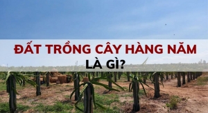 dat trong cay hang nam