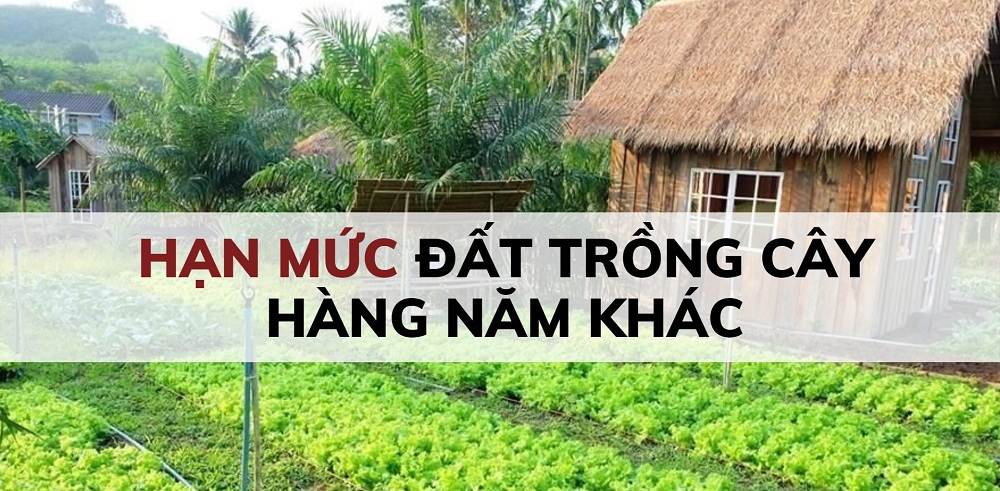 Hạn mức đất trồng cây hàng năm
