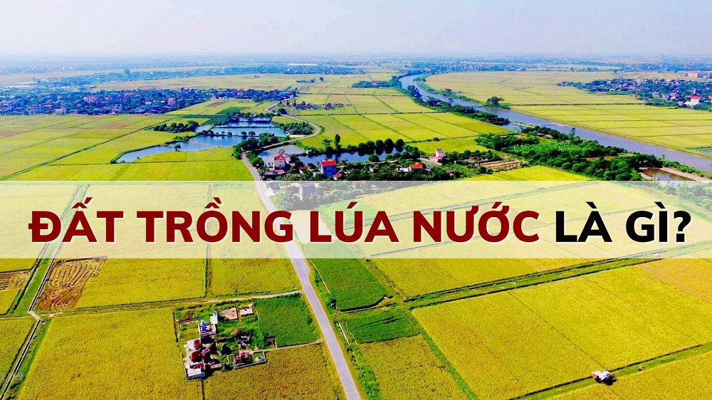 Đất trồng lúa nước giúp người dân trồng, sản xuất và canh tác