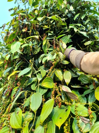 Cần bán hơn 1ha rẫy tiêu xen trái cây khu vực Đức Xuyên ...