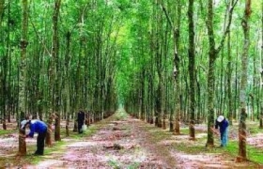 Cần bán 12000m2 vườn cao su đang thu mặt tiền đường nhựa 100m 