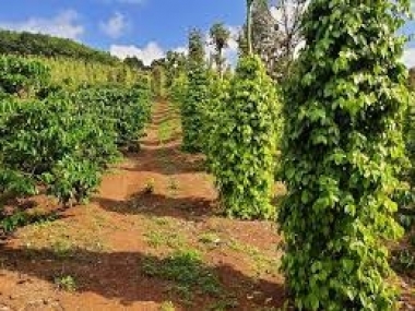 Cần bán gấp 10m mặt tiền đường nhựa, 1,2ha rẫy phía sau  