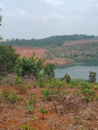 Chính chủ cần bán 1,3 ha điều tại xã Hưng Bình   