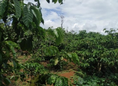 Bán 1,57 ha đất đẹp, view hồ lớn tại xã Đắk Búk So 