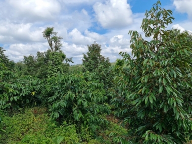 Cần bán 1,6 ha, đất vườn nhà ở khu vực xã Đạo Nghĩa 