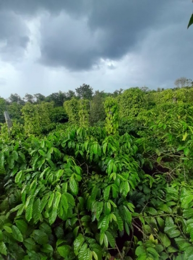 Bán đất CHÍNH CHỦ Thuận Hạnh        