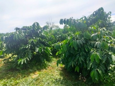 CẦN BÁN 2 HÉC RẪY ĐANG CHO THU MẠNH THÔN 2 ĐĂK HA 