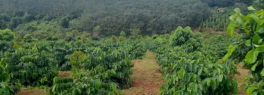 Bán 2 ha đất trồng sầu riêng, bơ, cà phê giá rẻ tại ...
