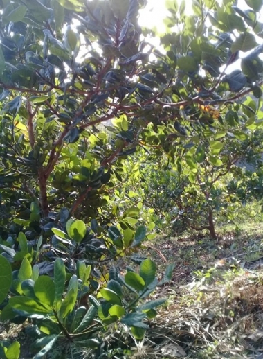 Bán 2,1 ha rẫy siêu đẹp sổ đỏ, giá mềm tại xã Đăk ...