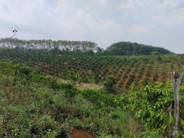 Cần bán gấp 3 ha cà phê xã Đạo Nghĩa    