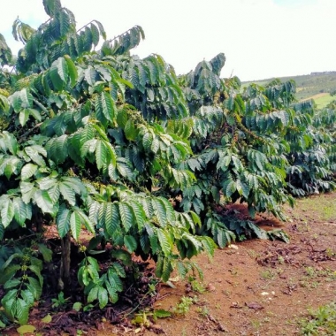 BÁN 3HA ĐẤT RẪY CAFE XÃ QUẢNG SƠN, ĐĂK GLONG, ĐĂK NÔNG  