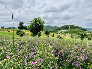 Lô đất view đồi thông, săn mây, xung quanh homestay    