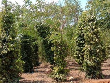 Cần bán đất khu vực km39, xã quảng sơn, đăk glong   